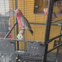 Animali