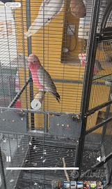 Animali