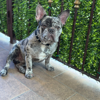 Cane bulldog francese