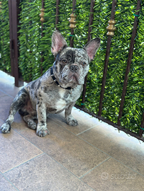 Cane bulldog francese
