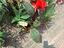 Immagine 2