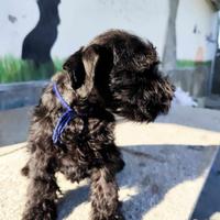 Cucciolata di schnauzer nani neri