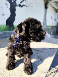 Cucciolata di schnauzer nani neri