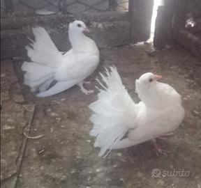 Colombe pavoncelle indiane