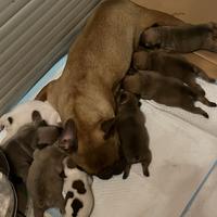 Cuccioli di bulldog francese