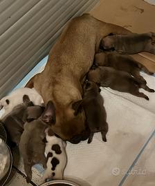 Cuccioli di bulldog francese