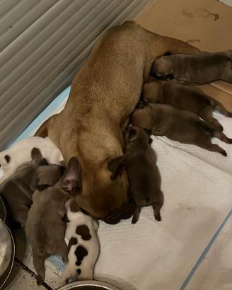 Cuccioli di bulldog francese