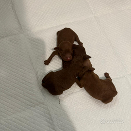 Orsacchiotti mini toy