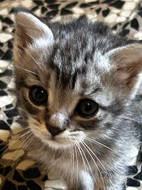 Due gattini misti