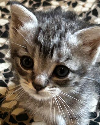 Due gattini misti
