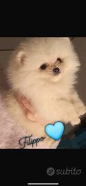 Pomerania