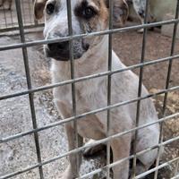 Cucciole 5 mesi taglia media