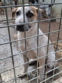 Cucciole 5 mesi taglia media