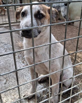 Cucciole 5 mesi taglia media