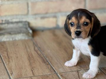 Beagle