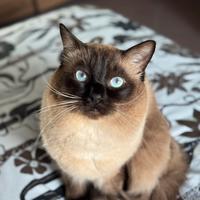 Gatto Maschio Ragdoll per accoppiamento