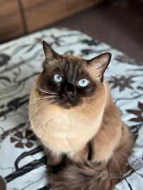 Gatto Maschio Ragdoll per accoppiamento