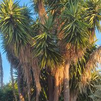  yucca elephantipes