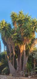  yucca elephantipes