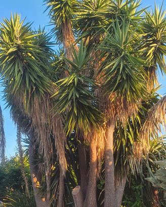  yucca elephantipes
