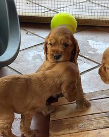 Cuccioli di cocker spaniel