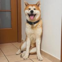 Akita inu maschio per monta