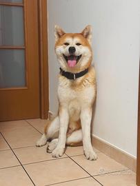 Akita inu maschio per monta