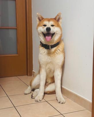 Akita inu maschio per monta