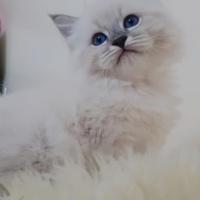 Gatto Siberiano Neva masquerade