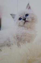 Gatto Siberiano Neva masquerade