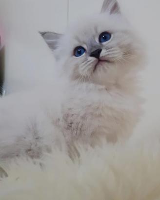 Gatto Siberiano Neva masquerade