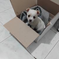 Princher ciwawa