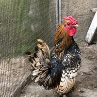 Galli sebright e cornish