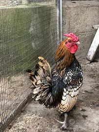 Galli sebright e cornish