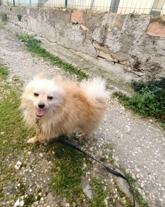 Spitz di pomerania