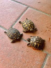Tartarughe di terra