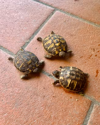 Tartarughe di terra