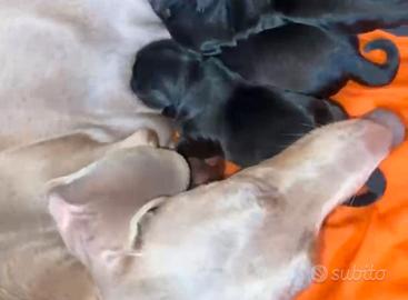 Cucciolata incrocio Bassotto Isabella Nano