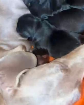 Cucciolata incrocio Bassotto Isabella Nano