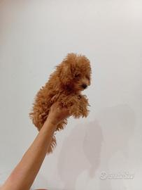 Barboncino mini toy