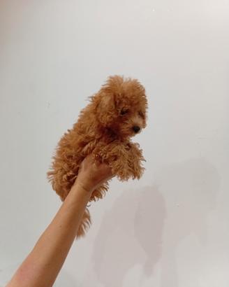 Barboncino mini toy