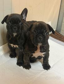Cuccioli Bulldog francesi Dark Bringee