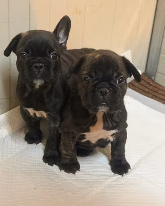 Cuccioli Bulldog francesi Dark Bringee