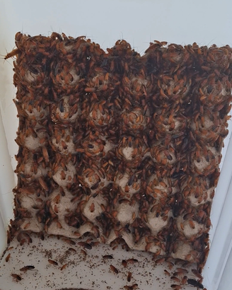 Blatte da pasto(lateralis)