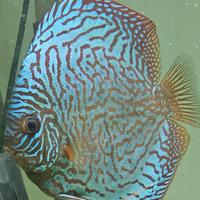 Discus maschio SG