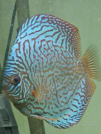 Discus maschio SG
