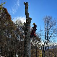 Servizio di potatura e abbattimento alberi