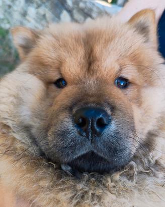 Chow Chow