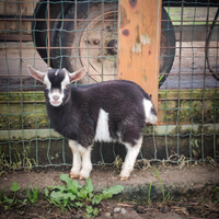 Capretta tibetana Fiocco di Neve