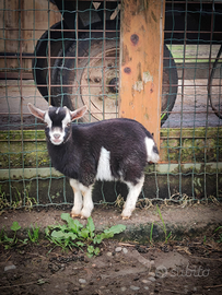 Capretta tibetana Fiocco di Neve